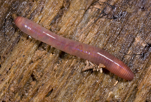 Life in the cave - Eelworms & Segmented Worms