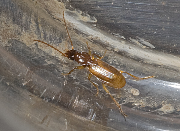 Microtrichae Insect Introduction